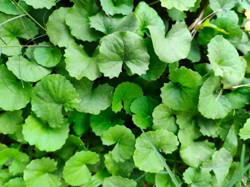 Indiai köldökfű - Gotu Kola, Centella asiatica, etnobotanika